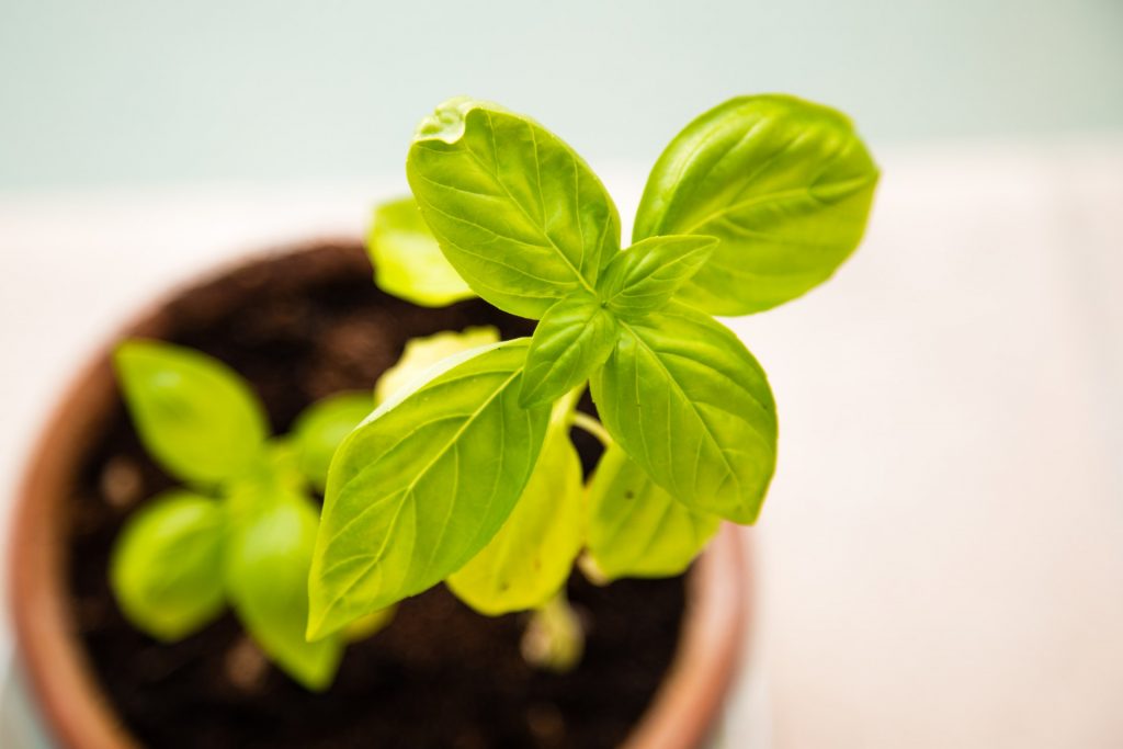 Basil Leaves