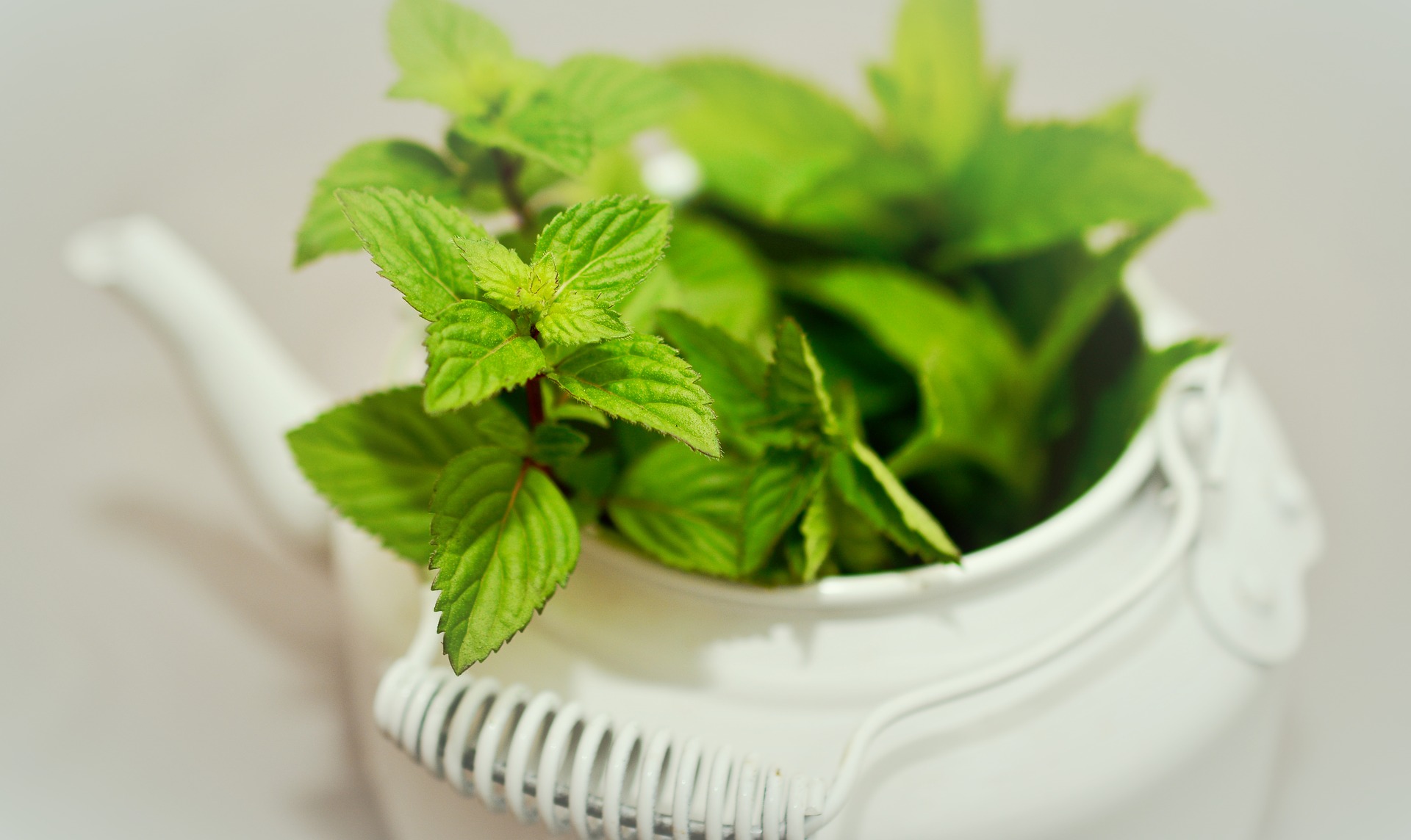 Peppermint