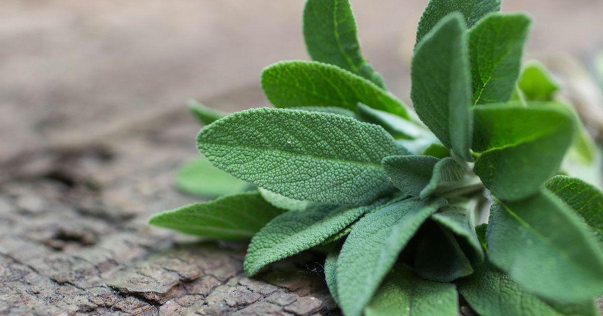  Sage