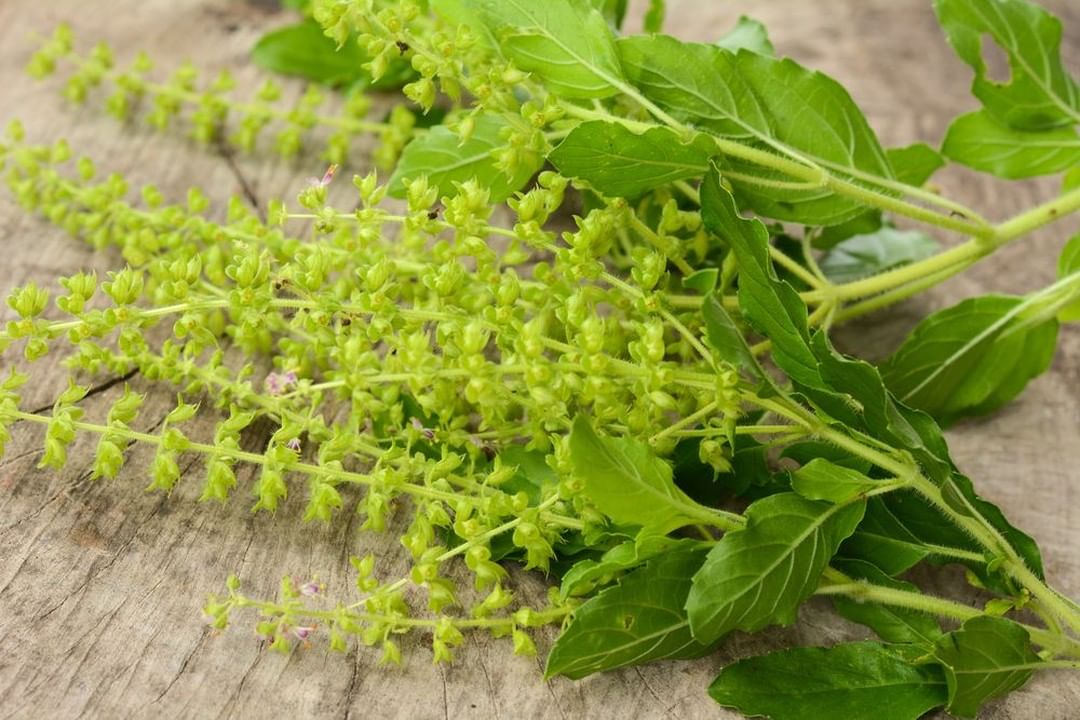 holy basil