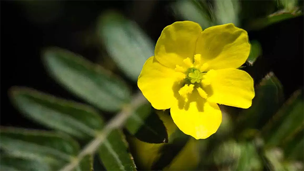 TRIBULUS TERRESTRIS
