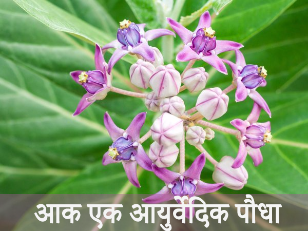 आक
