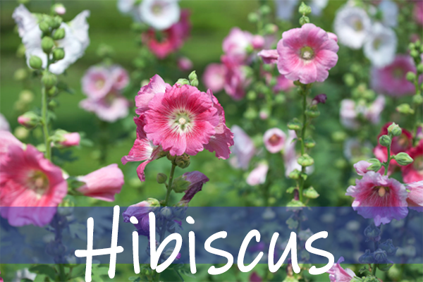 hibiscus