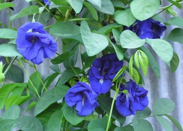 Clitoria Ternatea