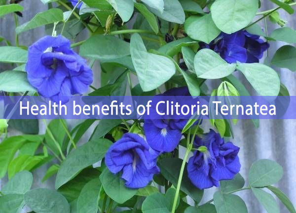 Clitoria Ternatea