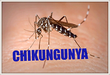 chikungunya