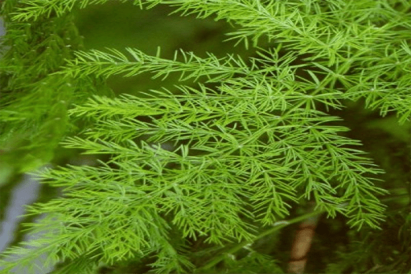 Shatavari Herb