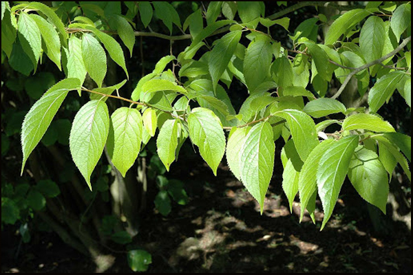 Eucommia plant