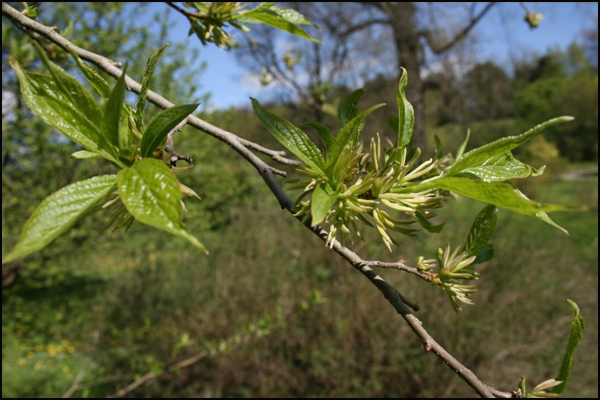 eucommia