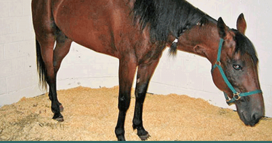 State Vet Warns Of Potomac Fever