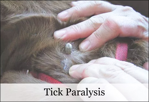 Tick Paralysis
