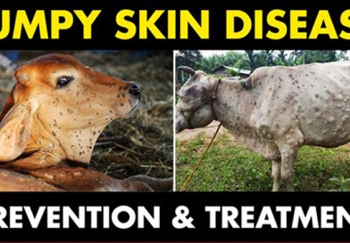 Lumpy Skin Disease in Cows and Buffaloes