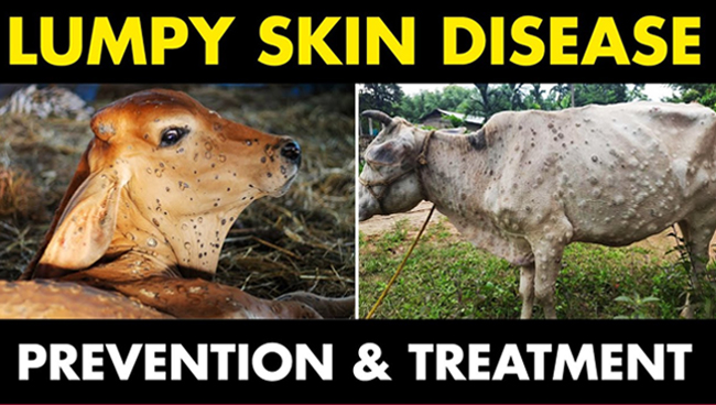 Lumpy Skin Disease in Cows and Buffaloes