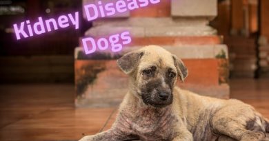 kidney failure treatment in dogs