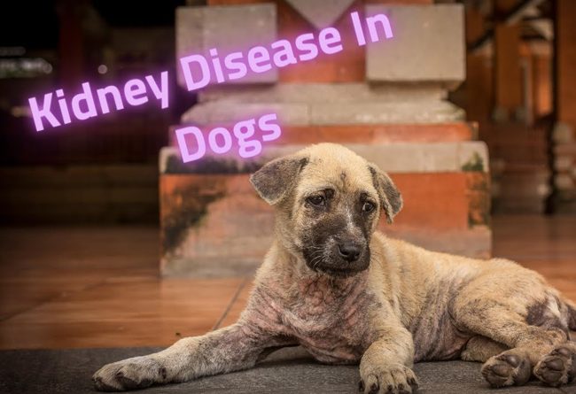 kidney failure treatment in dogs