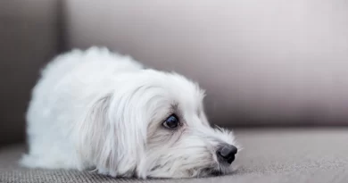 Granulomatous meningoencephalitis in Dogs