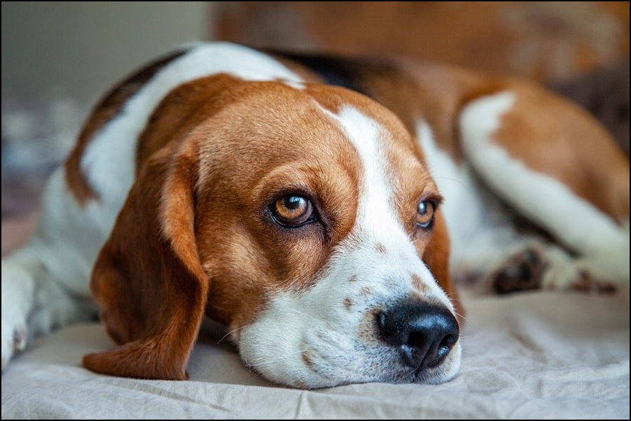Granulomatous Meningoencephalitis in Dogs