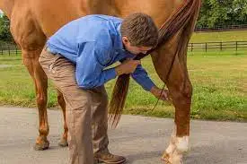 Disease Of Horses Affecting Hock Joint: Ayurvedic Treatment