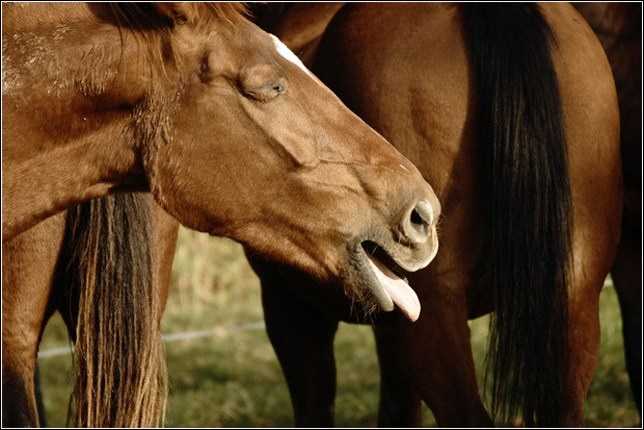 Diarrhea in horses