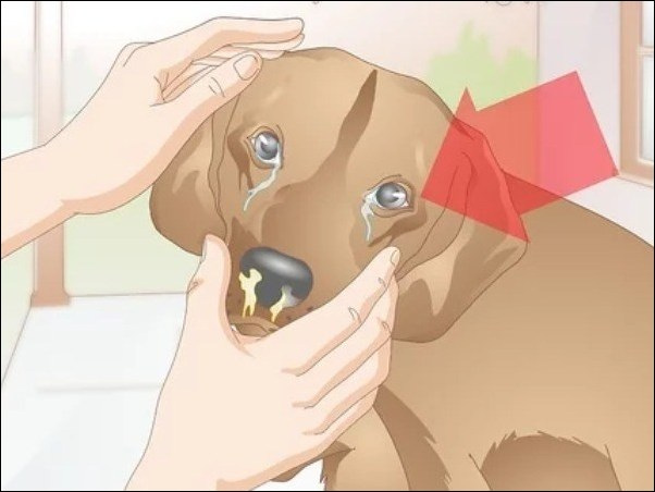 Distemper in dogs 