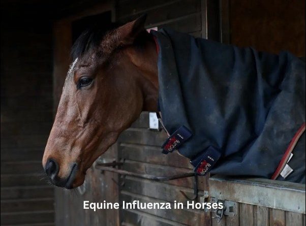 Equine Influenza in Horses