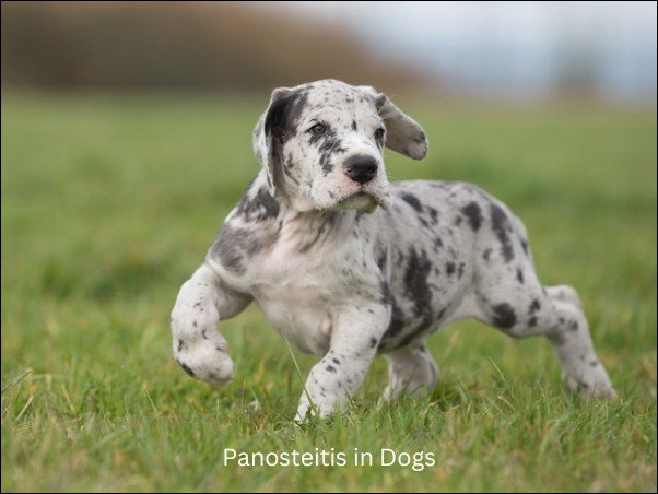 Panosteitis in Dogs