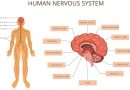 Top 2 Herbs for the Brain According to Ayurvedic Texts Top 2 Herbs for the Brain According to Ayurvedic Texts