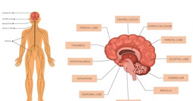 Top 2 Herbs for the Brain According to Ayurvedic Texts