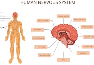 Top 2 Herbs for the Brain According to Ayurvedic Texts