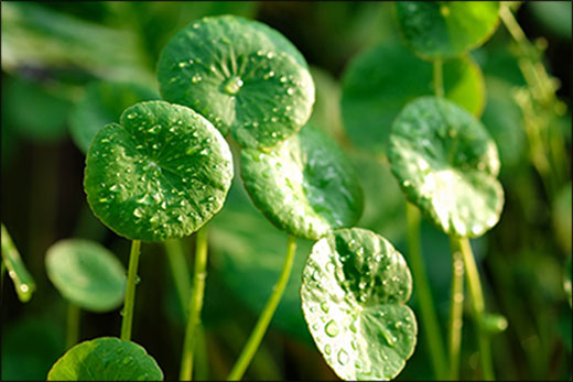 Gotu Kola