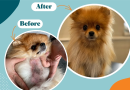 Alopecia in Dogs