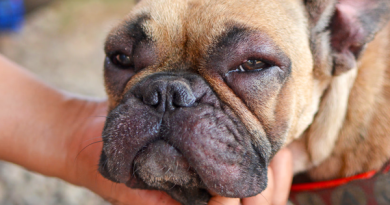 allergic dermatitis in dogs
