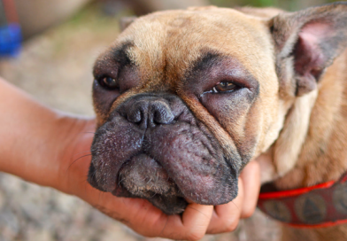 allergic dermatitis in dogs