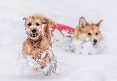How to Take Care of Pets in Winter Season