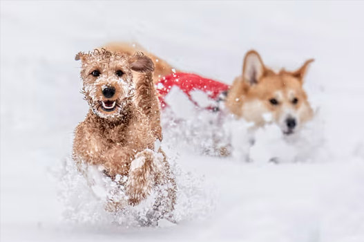 How to Take Care of Pets in Winter Season