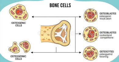 The Self-Remodeling Skeleton – How Movement Signals Your Cells to Build Stronger Bones osteocytes
