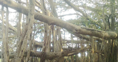 Banyan tree