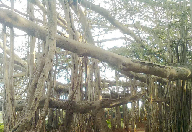 Banyan tree