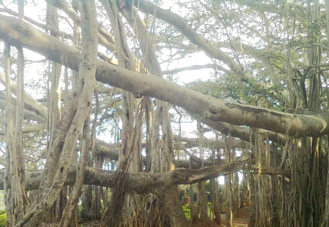 Banyan tree Banyan tree