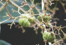 Tectona grandis Linn