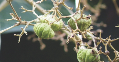 Tectona grandis Linn
