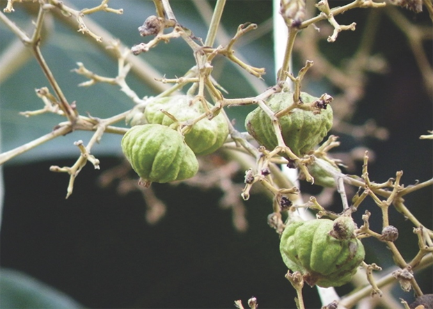 Tectona grandis Linn Tectona grandis Linn