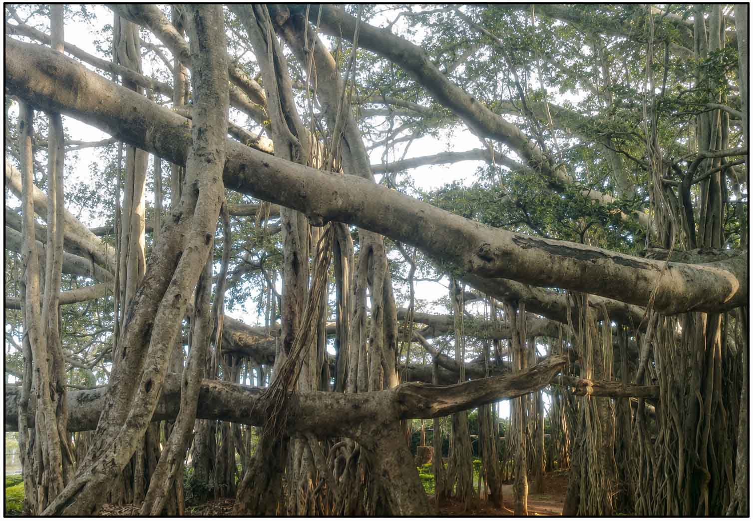 banyan tree