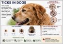 Ticks in Dogs – Causes, Symptoms, Management & Ayurvedic Approach