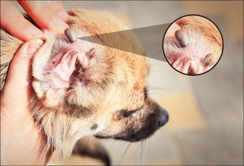 ticks in dogs ticks in dogs