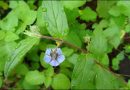 Adhapushpi (Trichodesma Indicum) – Ayurvedic Properties, Dosha Effects & Dosage trichodesma-indicum