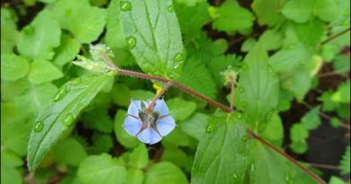 Adhapushpi (Trichodesma Indicum) – Ayurvedic Properties, Dosha Effects & Dosage trichodesma-indicum