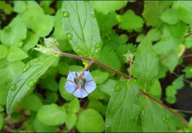 Adhapushpi (Trichodesma Indicum) – Ayurvedic Properties, Dosha Effects & Dosage trichodesma-indicum