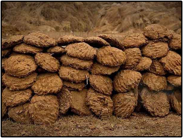 Cow Dung Cow Dung
